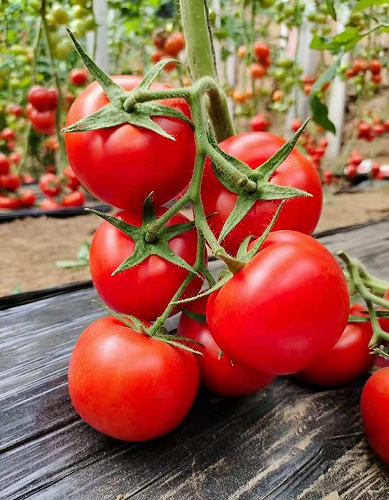 石头果大红番茄 进口大红西红柿品种