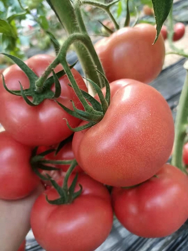 早春秋延西红柿 金刚 精品大果型番茄