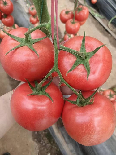 越冬抗死棵番茄 高产硬粉西红柿