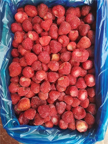 山东工厂直销鲜果速冻冷冻美十三草莓吨位批量出售