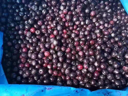山东工厂直销鲜果速冻冷冻进口智利公爵蓝莓吨位批量出售
