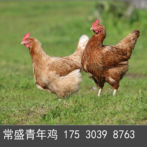 青年鸡的发源地 鹤壁市青年鸡养殖基地