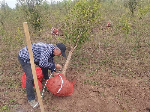 软籽石榴树带土球种植技术河阴软籽石榴基地