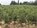 2公分突尼斯软籽石榴苗 种植前景好产量高