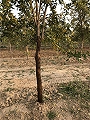 突尼斯河阴软籽石榴树苗5-8公分带土球