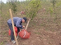 软籽石榴树带土球种植技术河阴软籽石榴基地