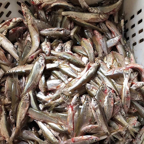 大批量长年收购淡水鱼 长期收购河鱼虾