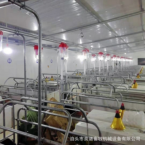 猪场自动化供料系统 喂料线 母猪喂料线