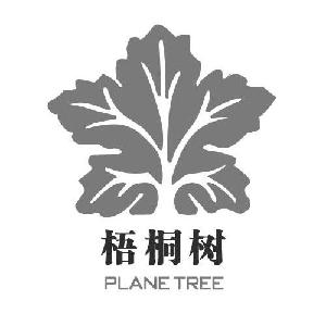 梧桐树 plane tree